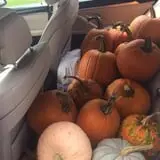 P & M Pumpkins photo