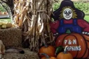 P & M Pumpkins