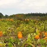 Indian Ladder Farms photo