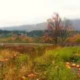 Indian Ladder Farms photo