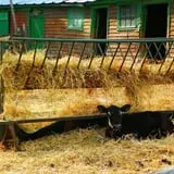 Indian Ladder Farms photo