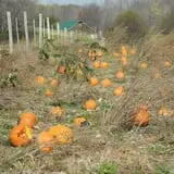 Indian Ladder Farms photo