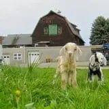 Indian Ladder Farms photo