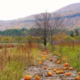 Indian Ladder Farms photo