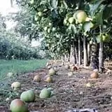 Indian Ladder Farms photo