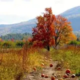 Indian Ladder Farms photo