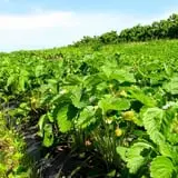 Indian Ladder Farms photo