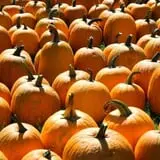 Indian Ladder Farms photo