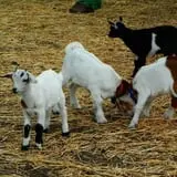 Indian Ladder Farms photo