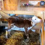 Indian Ladder Farms photo