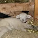 Indian Ladder Farms photo