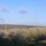 Littletree Orchards photo
