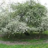 Littletree Orchards photo