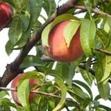 Littletree Orchards photo