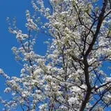 Littletree Orchards photo