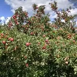 Littletree Orchards photo