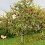 Littletree Orchards photo