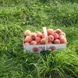 Littletree Orchards photo