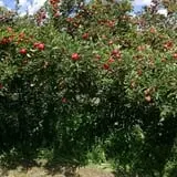 Littletree Orchards photo