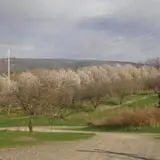 Littletree Orchards photo