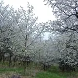 Littletree Orchards photo