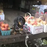 Littletree Orchards photo