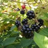 Littletree Orchards photo