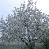 Littletree Orchards photo