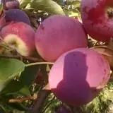 Littletree Orchards photo