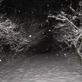 Littletree Orchards photo