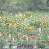 Littletree Orchards photo