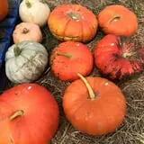 Winslett's Produce Market photo