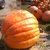 Winslett's Produce Market photo