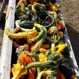 Powell Pumpkin Patch photo