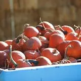 Powell Pumpkin Patch photo