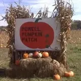 Powell Pumpkin Patch photo