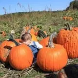 Powell Pumpkin Patch photo