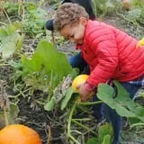Powell Pumpkin Patch photo