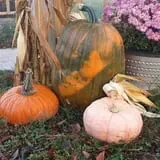 Powell Pumpkin Patch photo