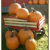 Powell Pumpkin Patch photo