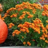 Powell Pumpkin Patch photo
