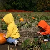 Powell Pumpkin Patch photo