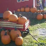 Powell Pumpkin Patch photo