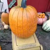 Powell Pumpkin Patch photo