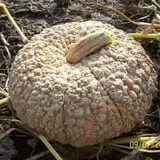 Powell Pumpkin Patch photo