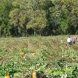 Powell Pumpkin Patch photo