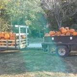 Powell Pumpkin Patch photo