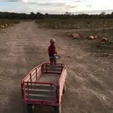 Powell Pumpkin Patch photo