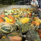 Powell Pumpkin Patch photo