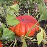 Powell Pumpkin Patch photo